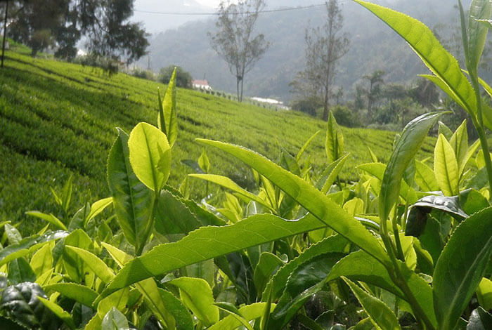 Tea Estate